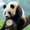 panda242002
